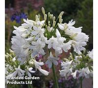 Thompson & Morgan Agapanthus Arctic Star 3 Litre Potted Plant X 1