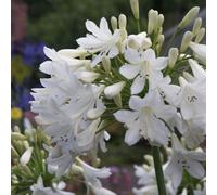 Thompson & Morgan Thompson & Morgan Agapanthus Arctic Star 9Cm Potted Plant X 1