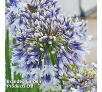 Thompson & Morgan Agapanthus Bi Colour Blue And White - Potted Plant X 1