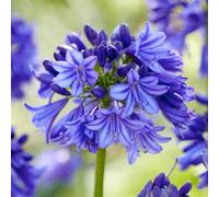 Thompson & Morgan Agapanthus Blue (Queen Of The Ocean) 1 Bare Root Plant