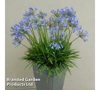 Thompson & Morgan Agapanthus Blue Storm 9Cm Potted Plant X 2