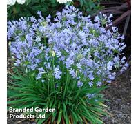 Thompson & Morgan Agapanthus Blue Storm 9Cm Potted Plantx 1