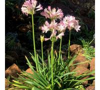 Thompson & Morgan Agapanthus Blush Pink 9cm Pot x 2