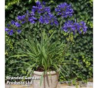 Thompson & Morgan Agapanthus Brilliant Blue 9Cm Pot X 1