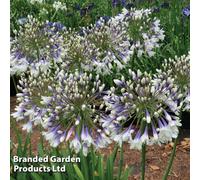 Thompson & Morgan Agapanthus Collection 9Cm Potted Plant X 3 (Ever White Fire-Works Poppin Star)