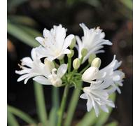 Thompson & Morgan Agapanthus Double Diamond - Dwarf White Double Flower Perennial For Borders/containers. Hardy African Lily. 3X 9Cm Pot.