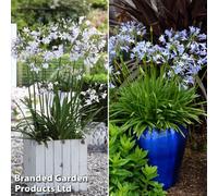 Thompson & Morgan Agapanthus Duo 9Cm Potted Plant X 4