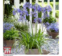 Thompson & Morgan Agapanthus Ever Sapphire 9Cm Potted Plant X 1