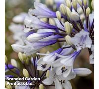 Thompson & Morgan Agapanthus Ever Sparkle 9Cm Potted Plant X 1