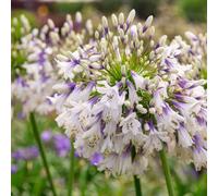 Thompson & Morgan Agapanthus Fire-Works 9Cm Potted Plant X 2