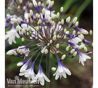 Thompson & Morgan Agapanthus Fire Works 9Cm Potted Plant X 3
