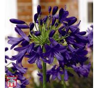 Thompson & Morgan Agapanthus Flower Of Love 9Cm Potted Plant X 2