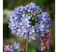 Thompson & Morgan Agapanthus Full Moon 9Cm Potted Plant X 1