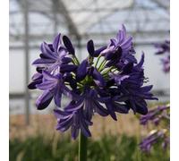 Thompson & Morgan Agapanthus Northern Star 3 Litre Potted Plant x 1