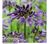 Thompson & Morgan Agapanthus Poppin Purple 9Cm Potted Plant X 1
