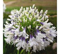Thompson & Morgan Agapanthus Queen Of The Ocean - Stunning Violet-Blue Blooms 3 Bareroot Plants By T&m