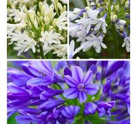 Thompson & Morgan Agapanthus Twister & Double Diamond - Brilliant Blue Bicolour Dwarf African Lilies For Borders & Containers - 3 Potted Plants