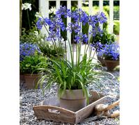 Thompson & Morgan Agapanthus x6 Bare Roots with Pot & Saucer