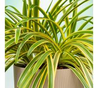 Thompson & Morgan Thompson & Morgan Agapanthus Zambezi 2 Litre Potted Plant X 2