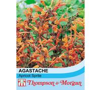 Thompson & Morgan Agastache Aurantiaca Apricot Sprite 1 Seed Packet (30 Seeds)