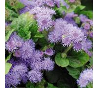 Thompson & Morgan Ageratum Blue Mink 1 Seed Packet (1000 Seeds), Blue