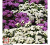 Thompson & Morgan Ageratum Dwarf Ball Mixed 1 Seed Packet (950 Seeds)