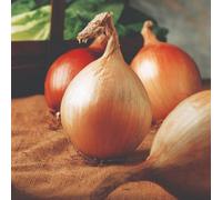 Thompson & Morgan Ailsa Craig Giant Onion Seeds - Easy Grow Mild Flavour Hardy Annual - 100 Seeds