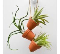 Thompson & Morgan Air Plant Mini Pots on Rope x 6 - Unique Hanging Tillandsia Display, No Soil Required, Ideal for Bathrooms & Bright Windowsills