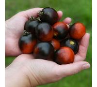 Thompson & Morgan Thompson & Morgan Tomato Akoya F1 1 Packet