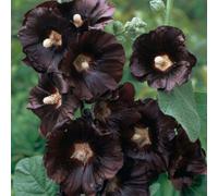 Thompson & Morgan Alcea (Hollyhock) Rosea Nigra 12 Bare Roots