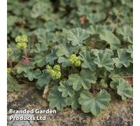 Thompson & Morgan Alchemilla Erythropoda 3 Litre Potted Plant X 1