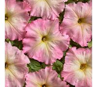 Thompson & Morgan Alenka F1 Peach Pink Petunia - Unique Summer Blooms Compact Bush Long Flowering Easy Grow - 1X Seed Packet