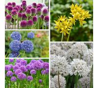 Thompson & Morgan Allium Gardeners World Collection Garden Flower Bulbs For Planting - Pack Of 400 Bulbs