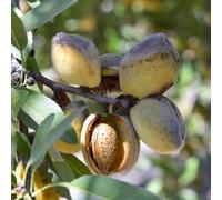 Thompson & Morgan Almond Robijn Bare Root Tree - Ornamental Flowering Pink Blossom Hardy Grafted