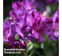 Thompson & Morgan Alstroemeria Inticancha Indigo 50mm Plug Plant X 6