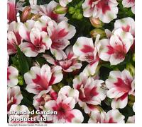 Thompson & Morgan Alstroemeria Inticancha Maya Pink Blush 50mm Plug X 3