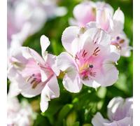 Thompson & Morgan Alstroemeria Inticancha Moon 2 Litre Potted Plant X 1