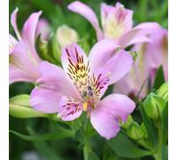 Thompson & Morgan Alstroemeria Inticancha Navayo 2 Litre Potted Plant X 1