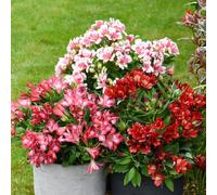 Thompson & Morgan Alstroemeria 'Pink Passion Collection' x 3 Jumbo...