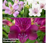 Thompson & Morgan Alstroemeria Purple Passion Collection - 6 Plants - Ideal For Patio Pots & Garden Borders
