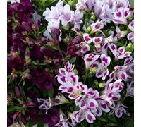 Thompson & Morgan Alstroemeria 'Purple Passion Collection' x 3 Jumb...