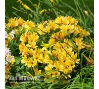 Thompson & Morgan Alstroemeria Spring Valley 1 Jumbo Plug Plants