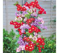 Thompson & Morgan Alstroemeria 'Tree Everest Mix' x 3 Jumbo Plugs