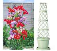 Thompson & Morgan Alstroemeria 'Tree Everest Mix' x3 Jumbo Plugs To...