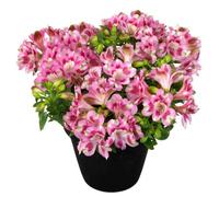 Thompson & Morgan Alstromeria Inticancha Hula 3 Litre Potted Plant X 1
