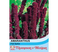 Thompson & Morgan Amaranthus Caudatus Fat Spike 1 Seed Packet (100 Seeds)