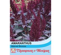 Thompson & Morgan Amaranthus Marvel Bronze 1 Seed Packet (500 Seeds)