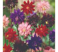Thompson & Morgan Amaranthus Molten Fire Seeds Crimson Foliage Edible Leaves & Ornamental Annual Plant
