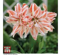 Thompson & Morgan Amaryllis Dancing Queen 1 Bulb (Size 22/24)