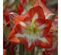 Thompson & Morgan Amaryllis Minerva 1 Bulb (Size 22/24)